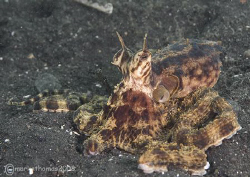 Quintopus - a five-armed mimic octopus.
Lembeh.
60mm. by Mark Thomas 